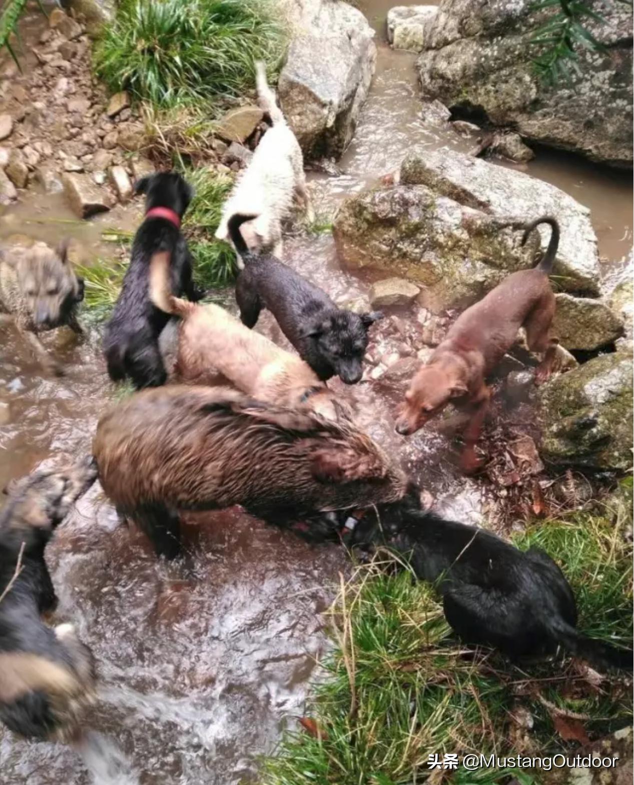 科技赋能下的青川猎犬新纪元出售价曝光